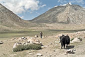Ladakh - groups of nomadic along the road to Pangong Tso 